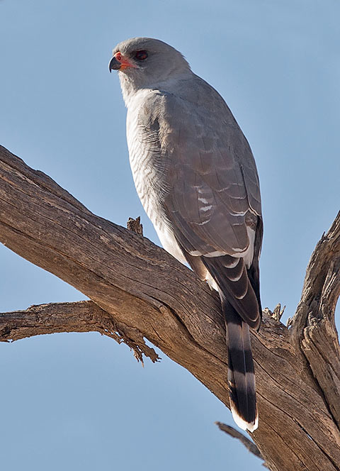 Gabar Goshawk back view